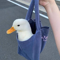 Ducky Momo